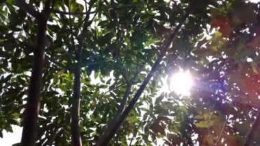 Güneş rüzgarda ağaçların yapraklarının arasından parlıyor.