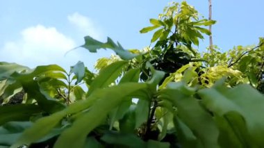 Lychee yaprağı litchi yapraklarını kapat. 