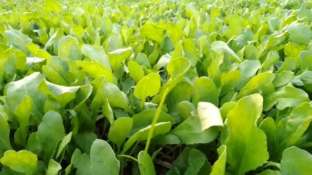 Fresh Organic Leaves Spinach Garden Rows Green Spinach Field High — Stock Video
