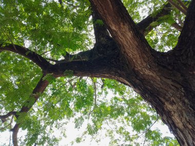 Doğada güzel bataklık çiçeği arkaplanı Fotoğraf Biçimleri