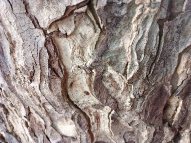 Ağaç kütüğüne yakın ağaç gövdesi. Yaşlı ağaç. Çok yaşlılar. karbon lavabosu Bark.Makro fotoğrafçılığa yakın çekim. Çoklu kullanım. blog. Makale. arkaplan ya da fon. Ağaç kabuğunda güneş ışığı. Yüksek kalite fotoğraf