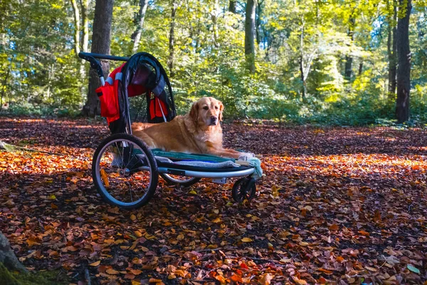Dog buggy with golden retriever with injured leg being taken out for a walk in the autumn woods
