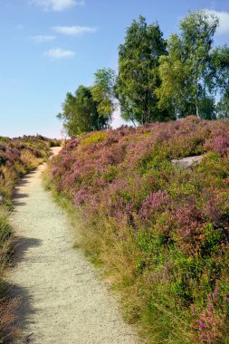 Hathersage Moor Derbyshire UK 'de. Berrak bir mavi gökyüzünün altında çiçek açan fundalıktan oluşan gür bir bozkırda huzurlu bir yol..