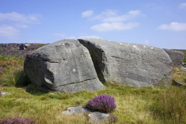 Hathersage Moor Derbyshire UK 'de. Açık mavi gökyüzünün altında mor kır çiçekleri olan çimenli bir arazide büyük yıpranmış kayalar..