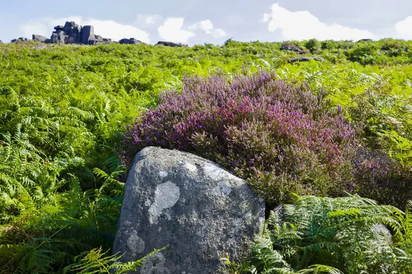 stock image Lush greenery with a purple heather bush and a large rock under a cloudy sky. Hathersage moor Derbyshire UK.