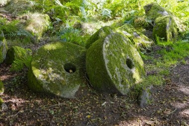 Yeşillik bir orman ortamında yosun kaplı değirmen taşları. Peak District Ulusal Parkı İngiltere.