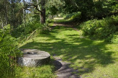 Parlak güneşli bir günde ağaçların gölgesinin altındaki yemyeşil orman yolu. Peak District Ulusal Parkı İngiltere.