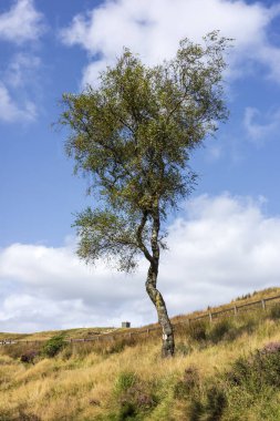 Çimenli bir yamaçta tek başına duran bir ağaç parçalı bulutlu bir gökyüzünün altında, uzakta Rivington Pike kulesi var..