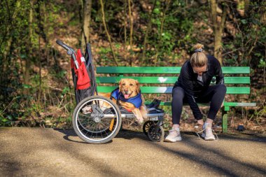 Bir kadın yeşil bir bankta tekerlekli sandalyede neşeli bir köpeğin yanında otururken spor ayakkabılarını bağlıyor. Ağaçlarla çevrili güneşli bir parkta.