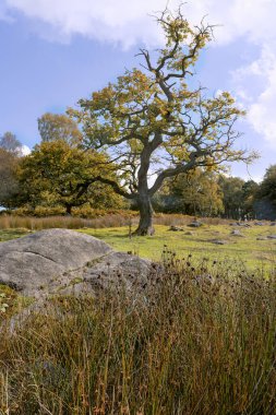 Padley Gorge, Longshaw Malikânesi, Derbyshire İngiltere. Sonbahar boyunca güneşli bir çayırdaki kayaların arasındaki görkemli ağaç.