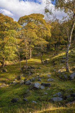 Padley Gorge, Longshaw Malikânesi, Derbyshire İngiltere. Parlak ağaçlar ve kayalık zeminli güneşli sonbahar ormanı.