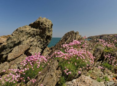 Üzerinde pembe çiçekler büyüyen kayalık bir kıyı şeridi. Çiçekler bölgeye dağılmış, bazıları suya daha yakın, bazıları ise daha uzaktadır. Kayaların boyutları ve şekilleri farklıdır.