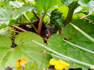 Yaz bahçesinde büyük yeşil yapraklı yemyeşil ravent bitkileri..