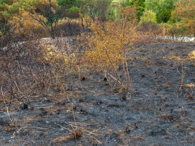 Yanmış ateş, yanmış bitki örtüsü ve yanmış toprakla birlikte yanarak hasar görmüş arazi..