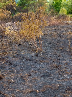 Yanmış vahşi ateş, yanmış toprakla birlikte araziye zarar vermiş ve orman yangınından sonra seyrek yeniden büyümüş..