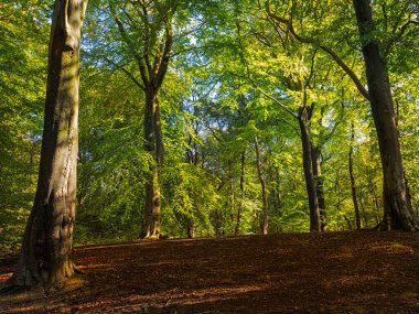 Worsley Woods Manchester 'da. Sakin bir ormanlık alanda, uzun, yemyeşil ağaçları olan güneşli bir orman..
