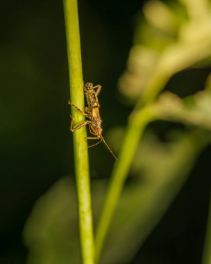 Bir böceğin kendi işine baktığı yakın plan bir çekim.