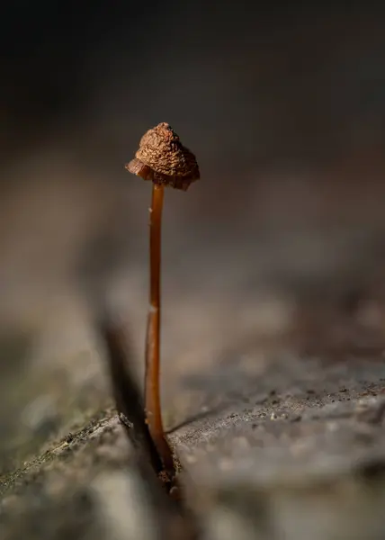 在森林里 一只孤独的蘑菇变得纤细娇嫩 — 图库照片