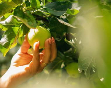 İnsan elleri elma topluyor.