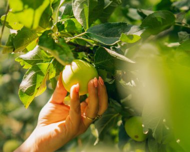 İnsan elleri elma topluyor.