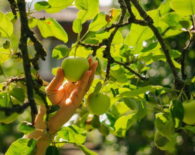 İnsan elleri elma topluyor.