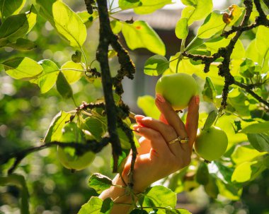 İnsan elleri elma topluyor.