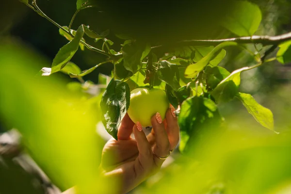 Lidské Ruce Sbírají Jablka — Stock fotografie