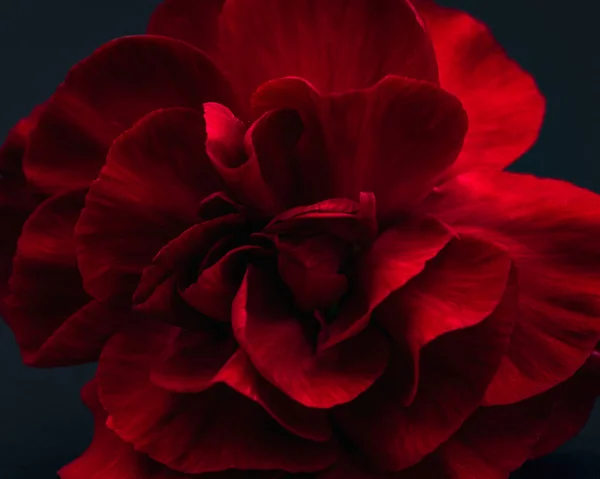 Красный Цветок Крупным Планом — стоковое фото