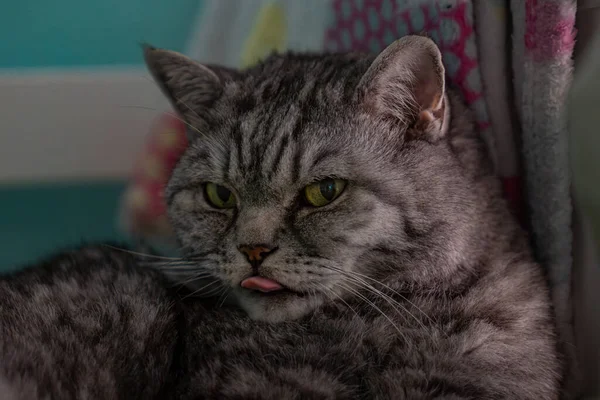 Gri kedi kanepede yatıyor.