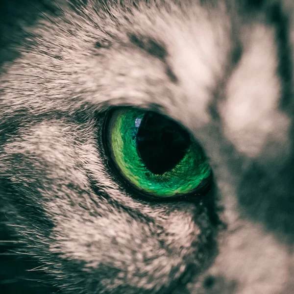 Fechar Até Retrato Uns Olhos Verdes — Fotografia de Stock