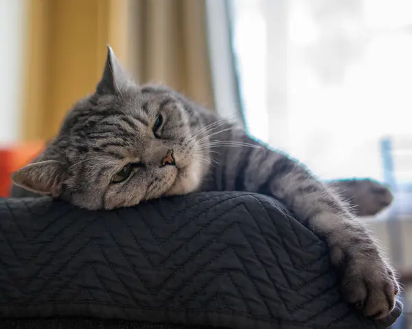 Gato Bonito Deitado Sofá — Fotografia de Stock