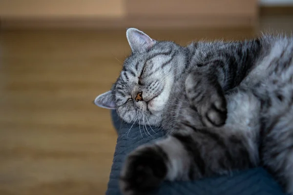 Grey Cat Lying Floor — Stock Photo, Image