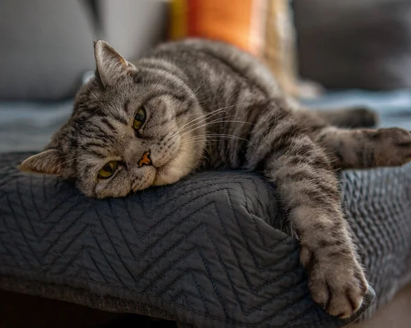 Šedá Britská Kočka Spící Gauči — Stock fotografie