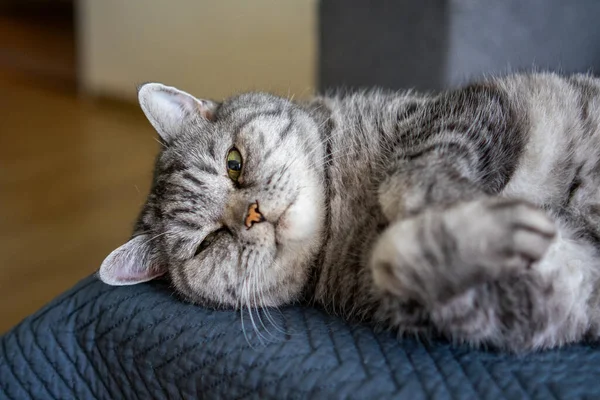 Šedá Britská Kočka Žlutýma Očima — Stock fotografie