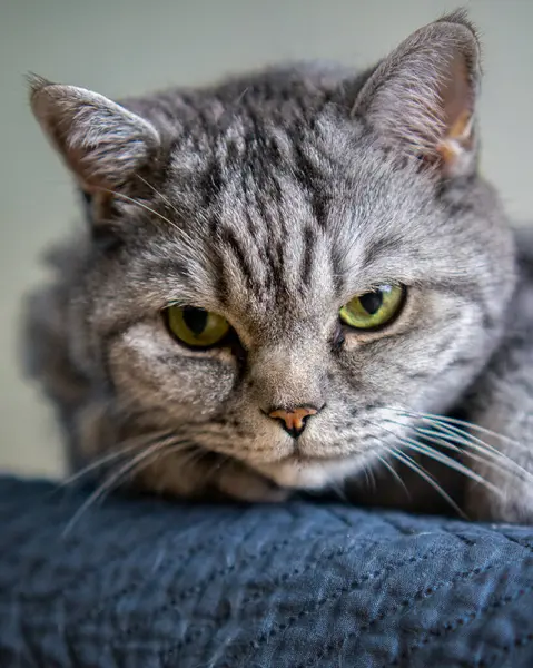 Cat Lying Gray Background — Stock Photo, Image
