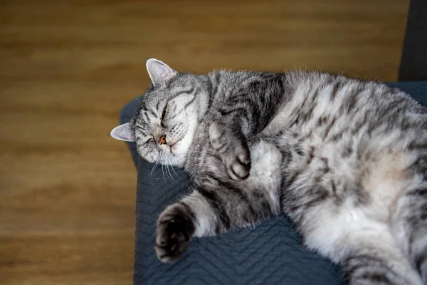 Roztomilá Kočka Spící Židli — Stock fotografie
