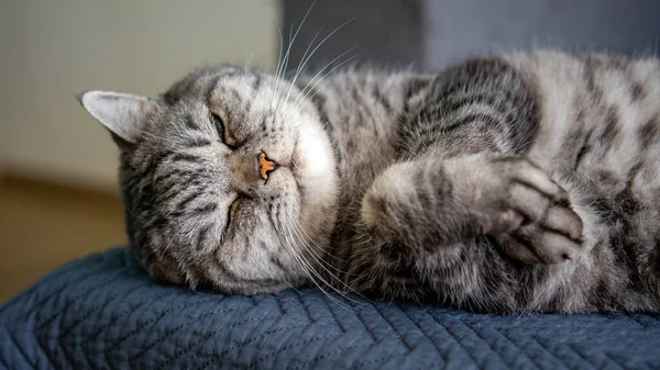 Kočka Spí Podlaze — Stock fotografie