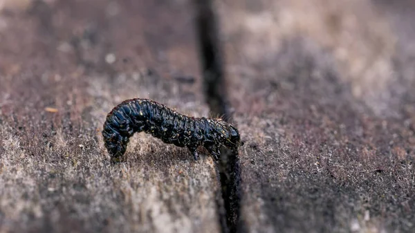 Closeup Shot Black Caterpillar Wooden Background — Stock Photo, Image