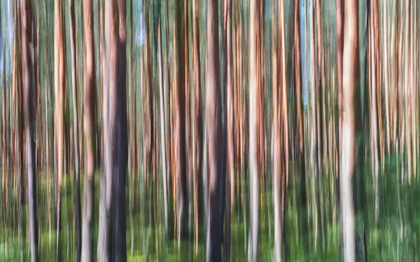 Elvont Homályos Háttér Fák Őszi Erdőben — Stock Fotó