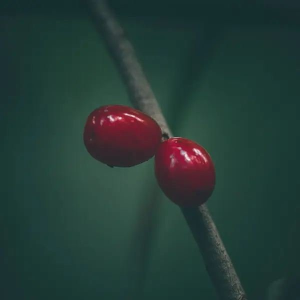 Červené Bobule Stromu Černém Pozadí — Stock fotografie
