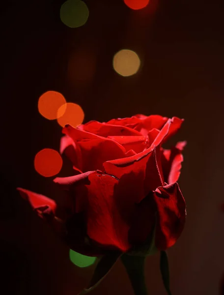 Bellissime Rose Giardino — Foto Stock