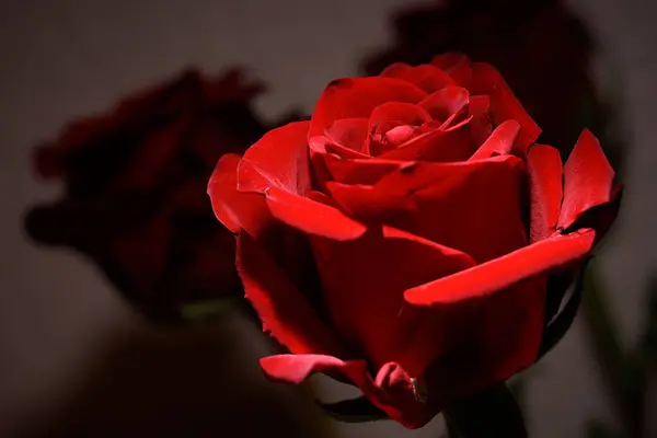 Piękne Czerwone Róże Czarnym Tle — Zdjęcie stockowe