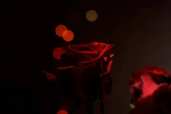 Розы Огни Темном Фоне — стоковое фото