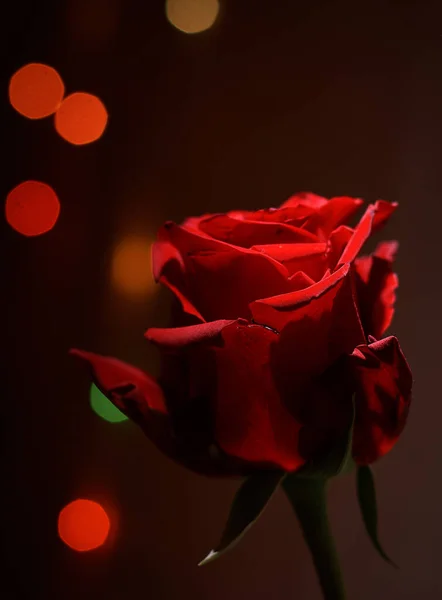 Красивая Красная Роза Боке Черном Фоне — стоковое фото