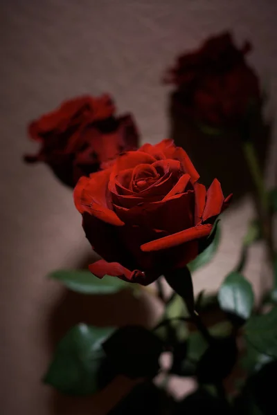Czerwony Róża Kwiat Ciemnym Tle — Zdjęcie stockowe