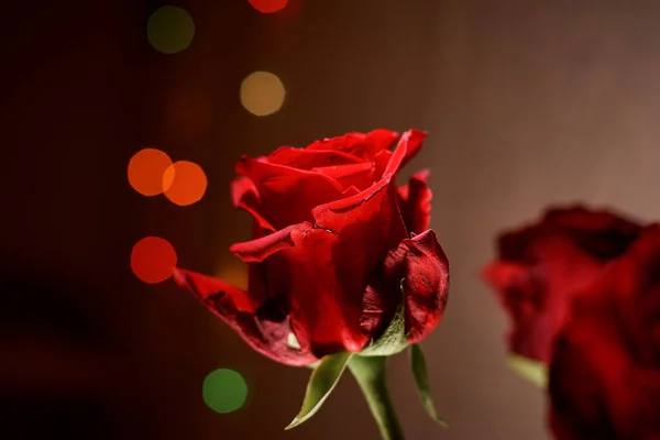 Красная Роза Темно Красном Фоне День Валентина — стоковое фото