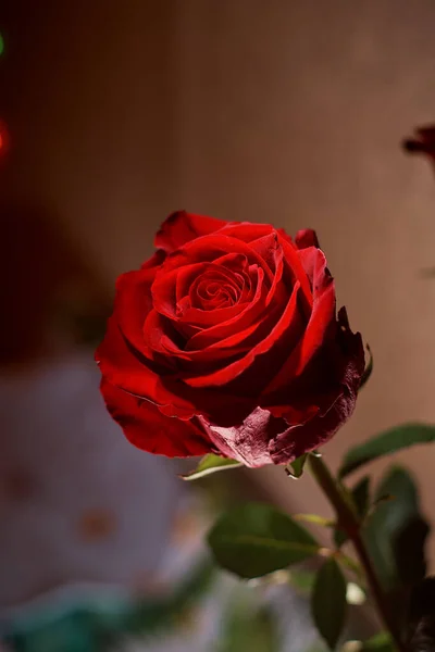 Красная Роза Вазе Темном Фоне — стоковое фото