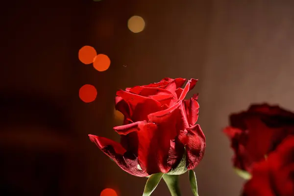 Красная Роза Заднем Плане — стоковое фото