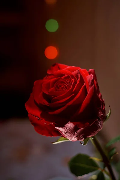 Красная Роза Капельками Воды Фоне Окна — стоковое фото