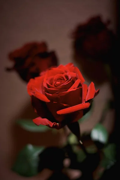 Rosa Roja Con Gotas Rocío Sobre Fondo Negro —  Fotos de Stock